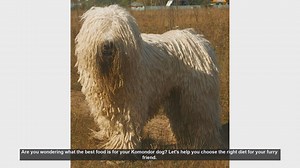 Best Food for Your Komondor Dog: A Complete Guide