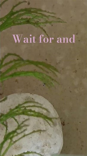 fighter fish baby 🫀🫀🫀❤️‍🩹❤️‍🩹❤️‍🩹❤️‍🩹❤️‍🩹