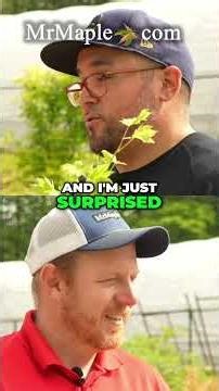 Acer palmatum 'Red Panda' The Real Deal!!!