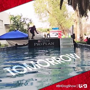 The Beverly Hills Dog Show will be making a SPLASH tomorrow at 8/7c on USA. Don't miss it! | USA Network