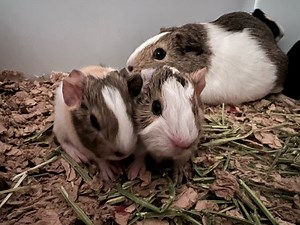 Glut Of Guinea Pigs Spurs Pet Adoption Fee-Free Weekend At Salem Animal Shelter