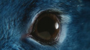 O2 Follow the Rabbit