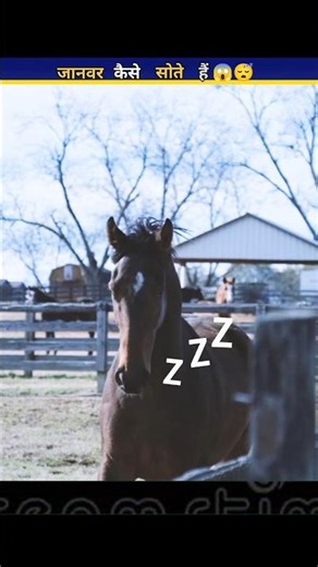 Animals Sleep Secrets You Never Knew 😱 | Survival Facts #shorts#jumpstyle