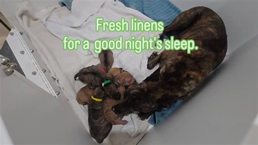 #Ridgeback #phuquocridgeback #puppylove #vietnameseridgeback #rarebreed | Vietnamese Phu Quoc Ridgeback Dogs - Southern California - aka SoCal VPQR