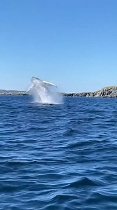 Their performance always makes a splash with critics! Bonavista is one of the best places in the country for whale watching. 🐋 Join Discovery Sea Adventure Tours for a trip to remember! *Know before you go! Check the most up-to-date travel regulations before planning your trip.* 📷: Discovery Sea Adventures 📍: Bonavista, Newfoundland & Labrador Tourism [Video description: A humpback whale jumps out of the ocean, twirls and lands back in the water.] | Canada Keep Exploring