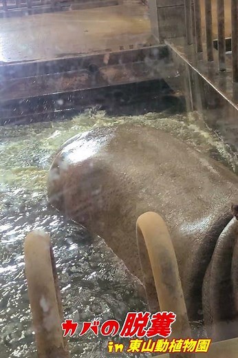 Hippopotamus spreading shit.カバの脱糞in東山動植物園 ＃カバのうんこ#Shorts