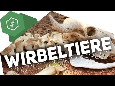 What are vertebrates?! - Introduction
