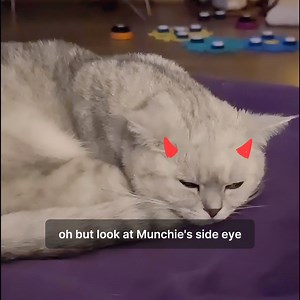 🐈 FELIWAY Optimum helped Munchie and Lyle to get along! There was a lot of conflict when they first met, but FELIWAY helped to improve their relationship.🐈 Discover the perfect solution to keep your cat calm, comfortable and happier in busy environments, with the relaxing pheromones of FELIWAY Optimum. 😺 | Feliway