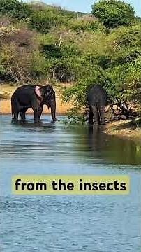 How To Wild Elephants Bathing & Feeding — Pure Nature Documentary