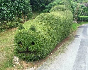 Lonicera nitida - Alchetron, The Free Social Encyclopedia