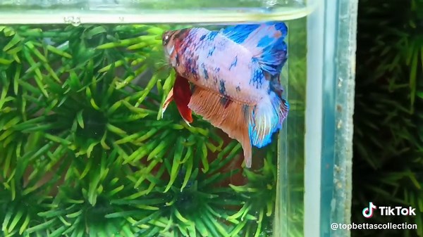 Top Bettas Collection on TikTok