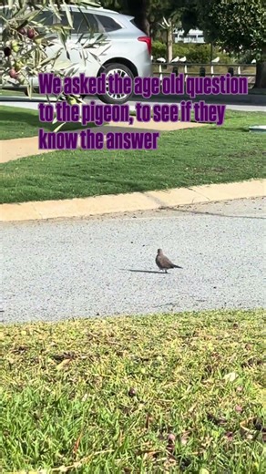 Is the age old question being answered? #pigeon #funny #shorts #viralshorts #comedy