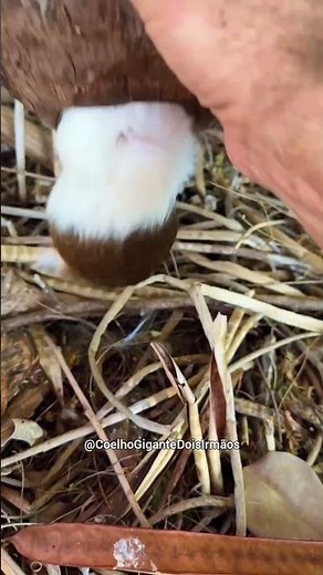 This cute hamster hid inside the coconut 🐹❤️