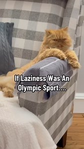 The Winter Olympics are coming….and someone’s training like a pro! 🧡😹 . . . #kissagingerday #gingercats #olympics #orangecat #lazycat #relatable #cutecat #gingercatsofinstagram #catmemes | Walter Bishop the Cat