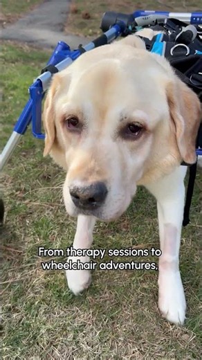 Labrador Learns to Walk Again After Suffering Rare Spinal Stroke