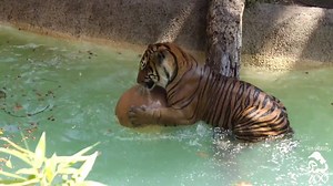 14K views · 845 reactions | It's really hot in L.A. Do you need to see some footage of animals at the L.A. Zoo keeping cool? | Los Angeles Zoo | Facebook