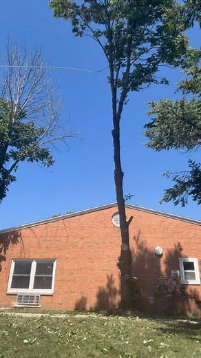 3.3K views · 15 reactions | Full frontal tree felling #facebookreels #reels #fb #timber #views #trees #treework #cutting #watch #like #follow #post #chainsaw #treeremoval #BackViewChallenge #fbreelsfypシ゚ | Anthony M Lopez | Facebook