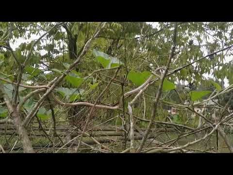 Snake in the tree 2025