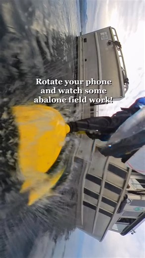 15 reactions | Here’s a peaceful video of some abalone fieldwork for your Monday! Rotate your phone and watch some of our divers survey for prime abalone habitat, find adult abalone, and set up an outplant site! #pintoabalone #pnwwildlife #washingtonwildlife #abalone #salishsea #scientificdiving #pnwscuba | Puget Sound Restoration Fund | Facebook