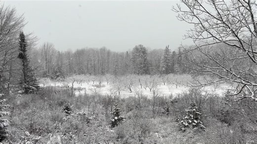 Winter Orchard. Juncos calling to each other. Come join us and the Brooklin Food Corps for a Wassail festival next Saturday at the @friendmpl.brooklin from 4-7pm. Starting at 4, we will gather around the fire outside, wish the apple trees good health with several traditional rituals, sing some songs and then gather inside for hot cider and treats. At 5 pm, @todd.littlesiebold will give a talk on traditional to modern Wassail and hard cider traditions. The 6pm hard cider tasting with local cider 