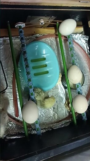 自動転卵自作孵卵器 孵化2日目 雛が4羽に🐣