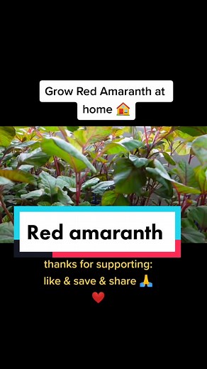 Hom farming på TikTok