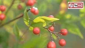 There are some plants that may look attractive but are unsafe for pollinators, especially birds in the garden. Nandina is one of those plants. See the full episode on Garden Home on YouTube! https://youtu.be/7MkGQDm1wzA | P. Allen Smith
