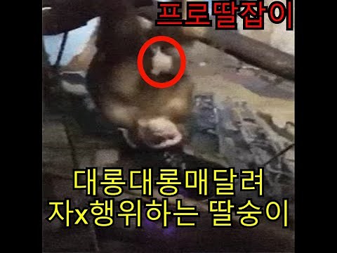실제 동물 교미 동영상 인간과 똑같은 모습이 충격적이야..너무야해