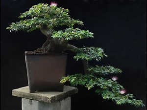 Cascade-style or kengai (懸崖) bonsai