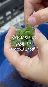 [Succulent] What are those brown marks on the leaves? #succulent #garden #gardening #plants #hous...