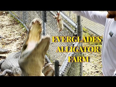 Everglades Alligators Farm Tour