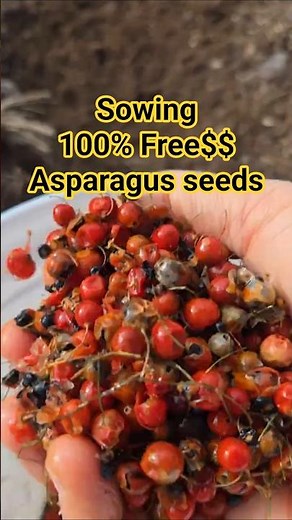 The Lazy Way to Grow Asparagus (13 Years of Success!)