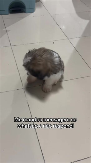 #maedepet #shitzufilhote #fy