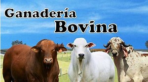✅ Que es la Ganadería bovina y vacuna ◁【Información Completa】
