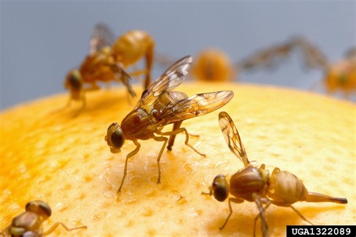 Mexican fruit fly larvae found in commercial citrus in La Feria, Peñitas