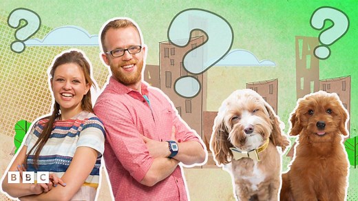 How to Look After a Puppy