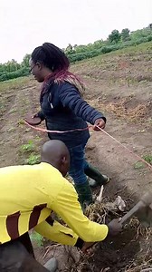 18K views · 270 reactions | REASON TO PLANT YOUR COCONUT AND PALM IN RAINY SEASON * The soul is easy to dig in rainy season cause it has been soften by the rain water * The seedlings get quickly establish with the support of the rain * No extra cost is incurred on watering the plant in the rainy season * No extra labour cost in wetting the tree in rainy season * It's great cost saving to plant your tree crops in rainy season #farmritewithYinka | Farmvilla Resource Centre | Facebook