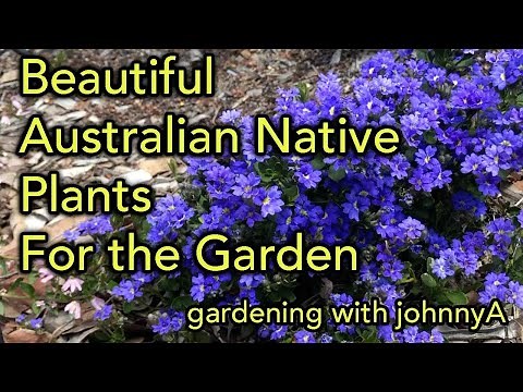 10 plus Beautiful Australia Native Plants for Colour in the garden