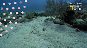 47K views · 1K reactions | Stingrays are related to sharks, and like their shark cousins, they do not have bones. Instead, their bodies are supported by cartilage—the same material that you feel inside the tip of your nose. #WhatSamSees | National Geographic Animals | Facebook