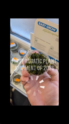 Our first shipments of aquatic plants have now been placed 🤩🌿 Lists are subject to availability... ------DUE WEDNESDAY ----- Potted plants Alternanthera cardinalis Alternanthera reineckii Anubias barteri Anubias nana "coin" Anubias nana Anubias nana "bonzai" Bucephalandra lamandau Chlorophytum bichettii Cryptocoryne bullosa Cryptocoryne nevelli Cryptocoryne wendtii "green" Cyperus helferii Echinodorus parviflorus Hemianthus callitrichoides Ludwigia palustris "red" Bunched plants elodea densa E