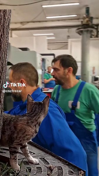 Hilarious Cat Fail Compilation