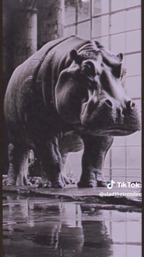 Largest Hippo Ever Captured: From Tribe to Captivity