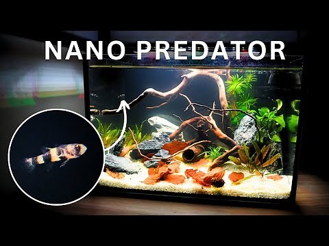 MINI Tank for NANO Predator! How to build Bumblebee Goby aquarium step by step!