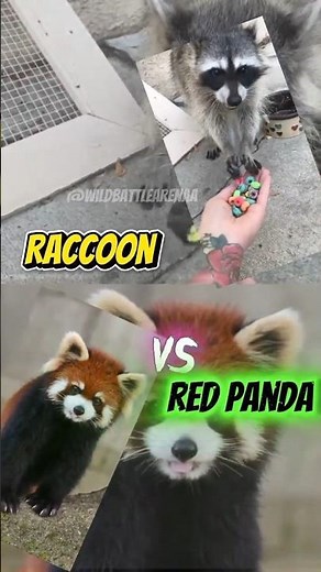 Red Panda vs Raccoon – Who’s Tougher in the Wild!