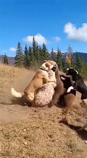 Brutal Rescue: Shepherd’s Dogs Attack a Giant Brown Bear to Save the Sheep 🐻⚔️🔥 #bear#shorts #BearAttack #ShepherdDogs #RealFootage #BrownBear #WildlifeEncounter #SheepRescue #FarmLife #AnimalAttack #WorkingDogs #NatureRaw #UncutFootage #WildlifeDefense #ViralVideo #CloseCall #BearVsDogs #IntenseMoments #RuralLife #AnimalInstinct | Bear Strike