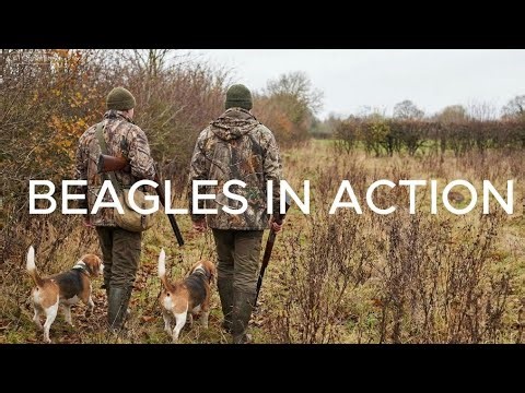 BEAGLES IN ACTION #HoundHunting #Rabbit #BeagleStyle