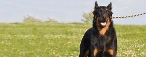 Beauceron | Dog Breed Facts and Information - Wag! Dog Walking