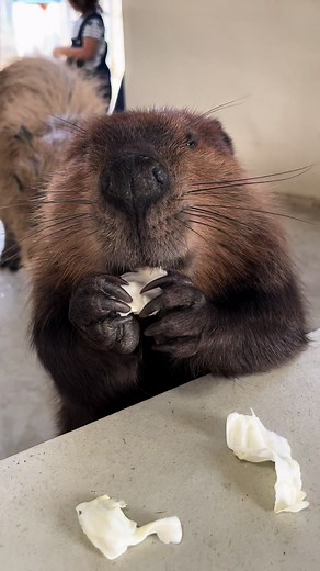 TikTokでむさんをチェック！