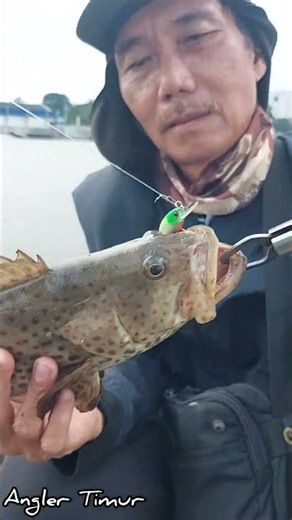 🔥 Bokap Berhasil Taklukkan Kerapu Besar Pakai Minnow!