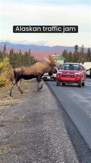 This is Alaskan traffic. 🚗 When a bull moose wants to cross the street, you stop 🫎 #SharingAlaska by @karphotography | The Moose Meadow